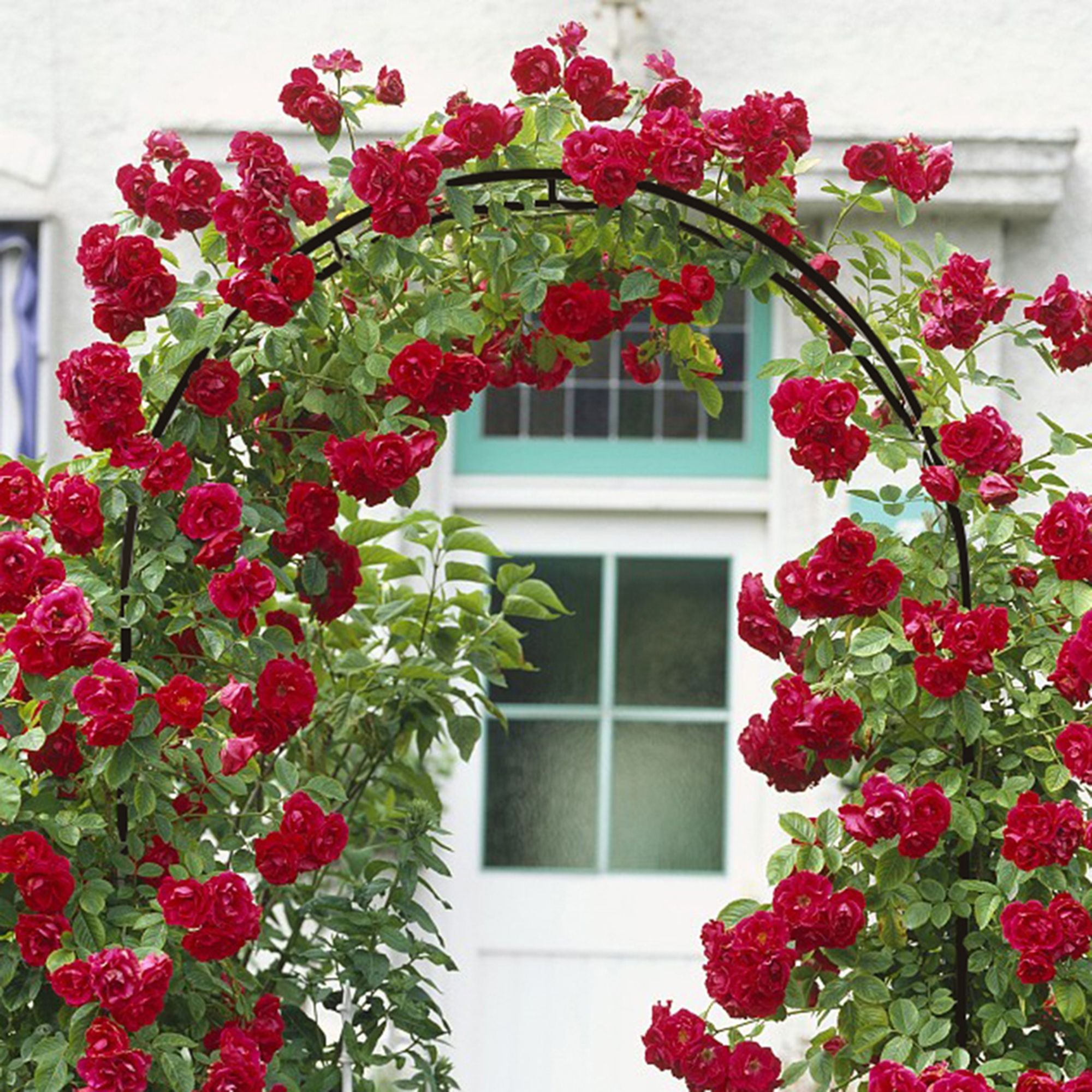 Dark Green Adjustable Garden Arch Trellis with Red Roses Growing Over It