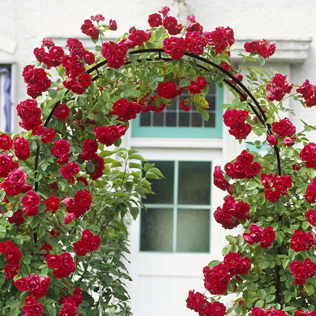 Dark Green Adjustable Garden Arch Trellis with Red Roses Growing Over It