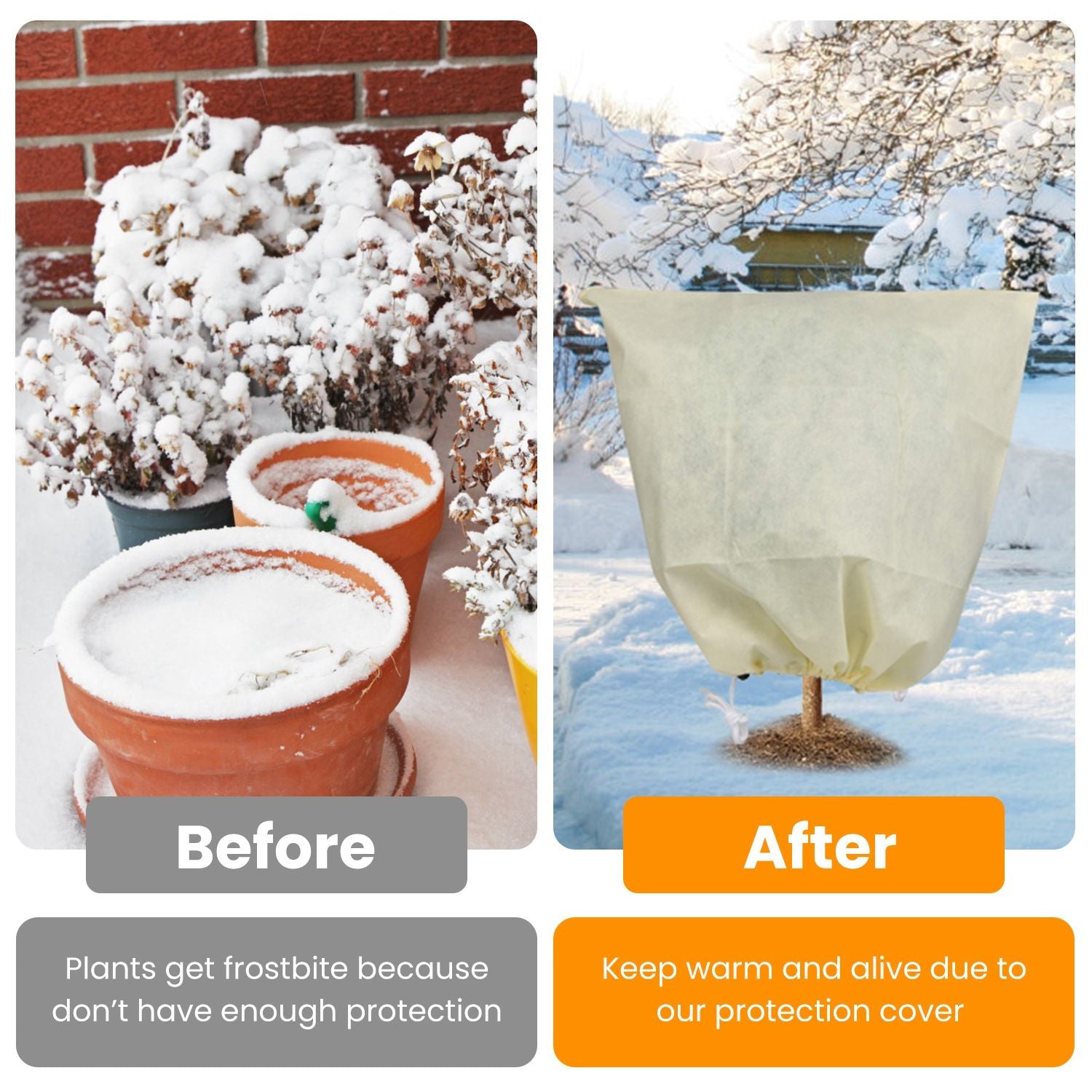 Plant Frost Cover Bags Examples With & Without Frost Bags