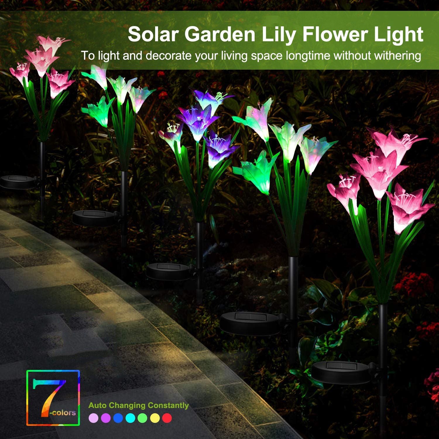 Solar Lily Garden Lights Along Path Edge and LED Info